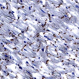 Kir2 by Immunohistochemistry (IHC-Fr).1 antibody in Mouse Heart by Immunohistochemistry (IHC-Fr).