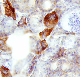 Klotho antibody in Mouse Kidney by Immunohistochemistry (IHC-Fr).
