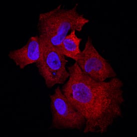 Klotho  beta antibody in HepG2 Human Cell Line by Immunocytochemistry (ICC).