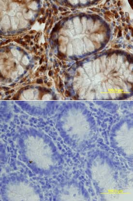 Kremen-1 antibody in Human Colon by Immunohistochemistry (IHC-P).