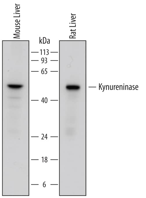 Detection of Mouse and Rat Kynureninase antibody by Western Blot.