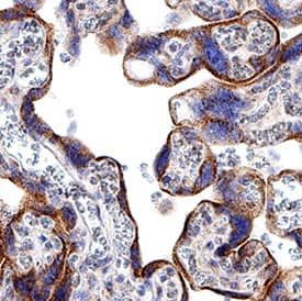 Kynurenine 3-Monooxygenase/KMO antibody in Human Placenta by Immunohistochemistry (IHC-P).