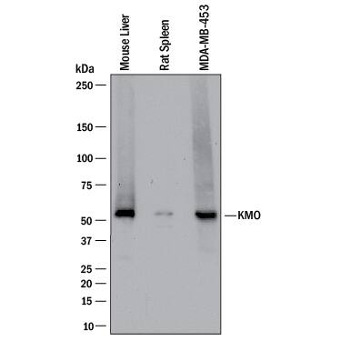 Detection of Human, Mouse, and Rat Kynurenine 3-Monooxygenase/KMO antibody by Western Blot.