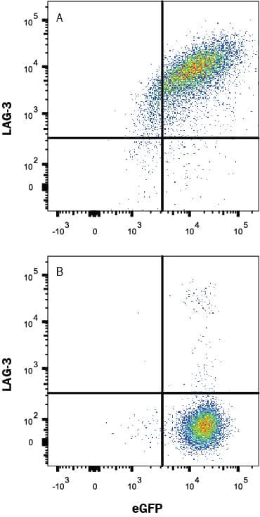Detection of LAG-3 antibody in HEK293 Human Cell Line Transfected with Human LAG-3 and eGFP antibody by Flow Cytometry.