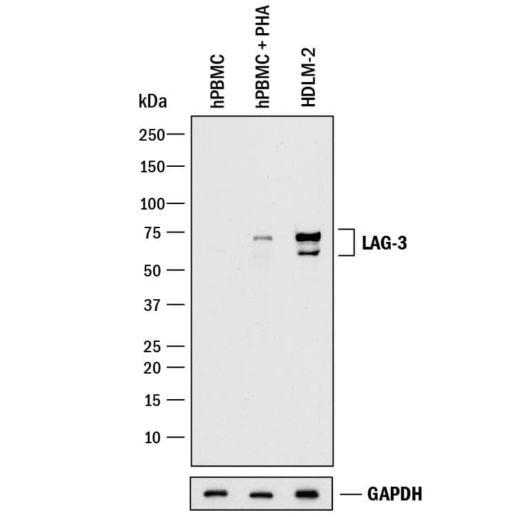 Detection of Human LAG-3 antibody by Western Blot.