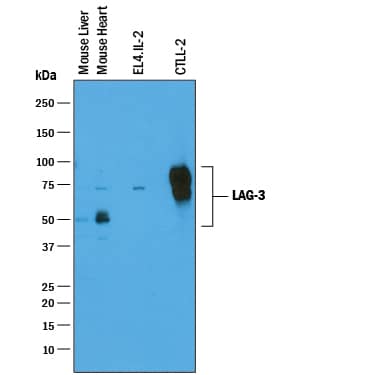 Detection of Mouse LAG-3 antibody by Western Blot.