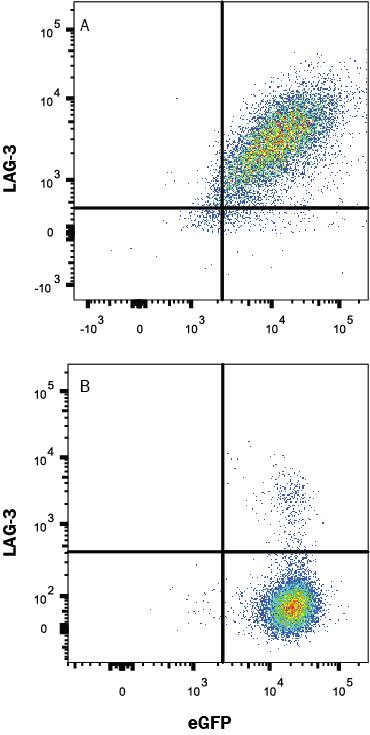 Detection of LAG-3 antibody in HEK293 Human Cell Line Transfected with Human LAG-3 and eGFP antibody by Flow Cytometry.