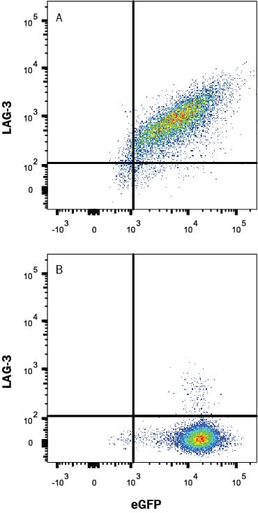 Detection of LAG-3 antibody in HEK293 Human Cell Line Transfected with Human LAG-3 and eGFP antibody by Flow Cytometry.