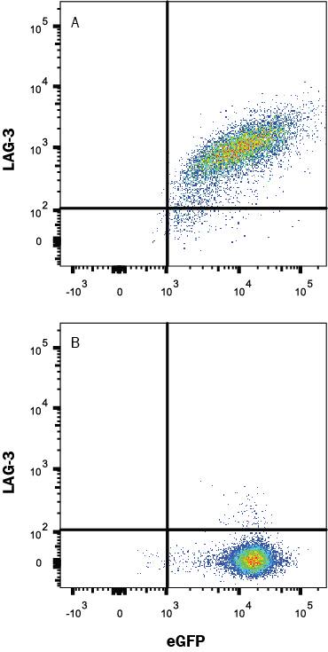Detection of LAG-3 antibody in HEK293 Human Cell Line Transfected with Human LAG-3 and eGFP antibody by Flow Cytometry.