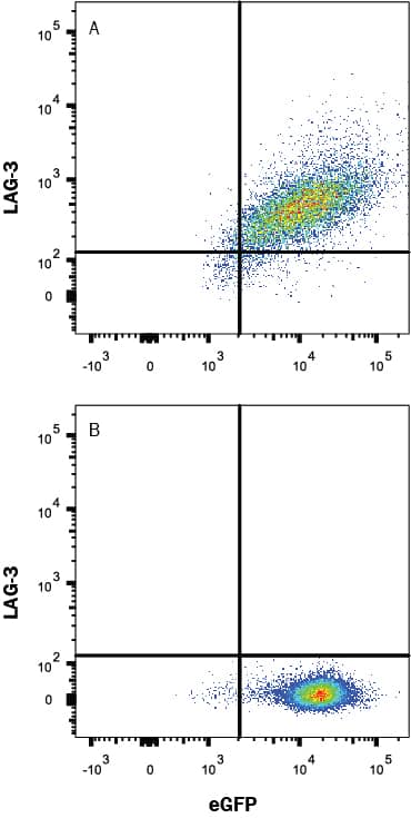 Detection of LAG-3 antibody in HEK293 Human Cell Line Transfected with Human LAG-3 and eGFP antibody by Flow Cytometry.