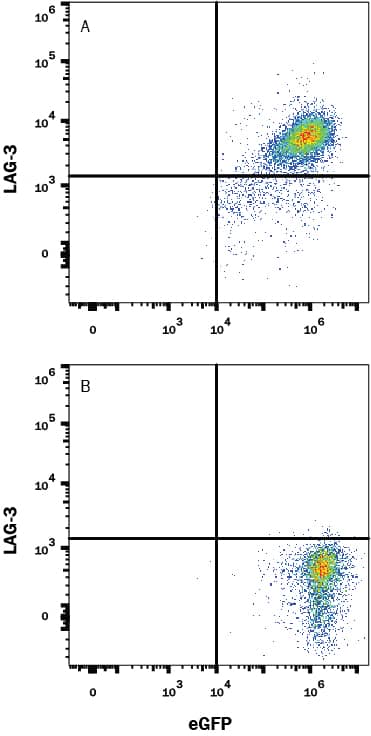 Detection of LAG-3 antibody in HEK293 Human Cell Line Transfected with Cynomolgus Monkey LAG-3 and eGFP antibody by Flow Cytometry.