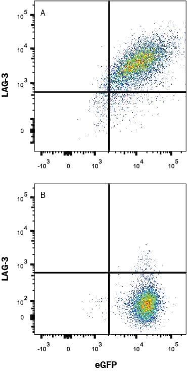 Detection of LAG-3 antibody in HEK293 Human Cell Line Transfected with Human LAG-3 and eGFP antibody by Flow Cytometry.