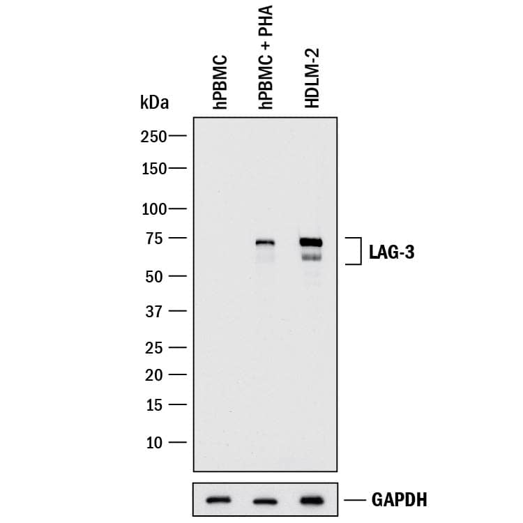 Detection of Human LAG-3 antibody by Western Blot.