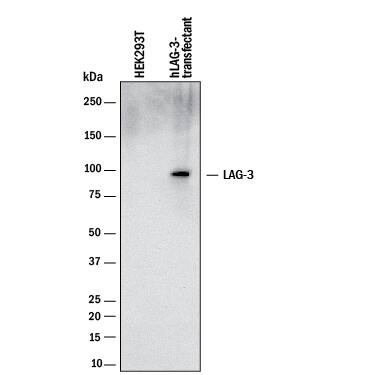 Detection of Human LAG-3 antibody by Western Blot.