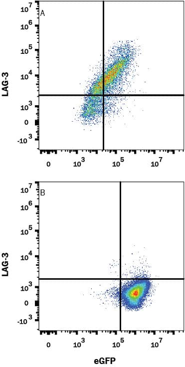 Detection of LAG-3 antibody in HEK293 Human Cell Line Transfected with Human LAG-3 and eGFP antibody by Flow Cytometry.