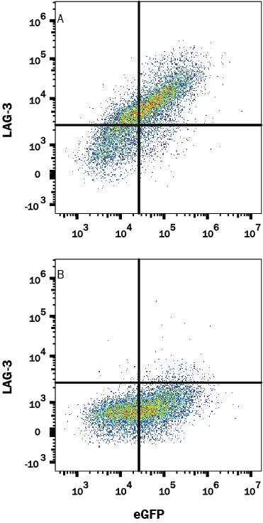 Detection of LAG-3 antibody in HEK293 Human Cell Line Transfected with Human LAG-3 and eGFP antibody by Flow Cytometry.