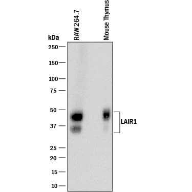 Detection of Mouse LAIR1 antibody by Western Blot.