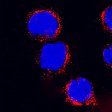 LAMP-1/CD107a antibody in THP-1 Human Cell Line by Immunocytochemistry (ICC).