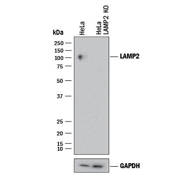 Western Blot Shows Human LAMP-2/CD107b Antibody Specificity by Using Knockout Cell Line.