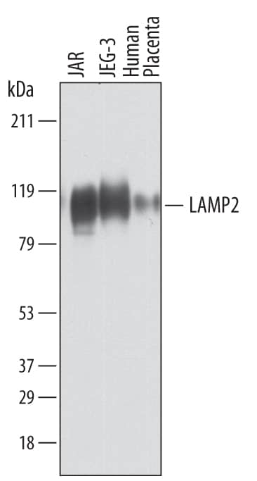 Detection of Human LAMP2/CD107b antibody by Western Blot.