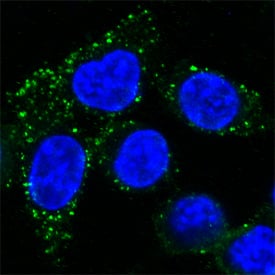 LAMP2/CD107b antibody in HeLa Human Cell Line by Immunocytochemistry (ICC).