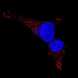 LAMP2/CD107b antibody in HEK293 Human Cell Line by Immunocytochemistry (ICC).