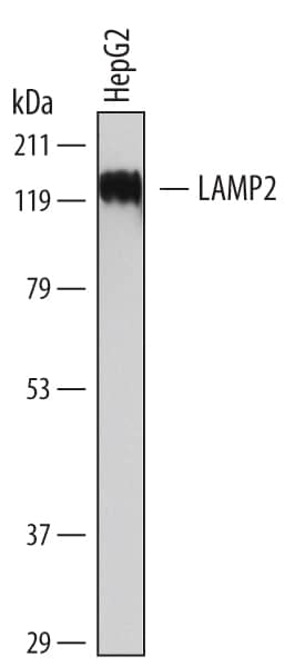 Detection of Human LAMP2/CD107b antibody by Western Blot.