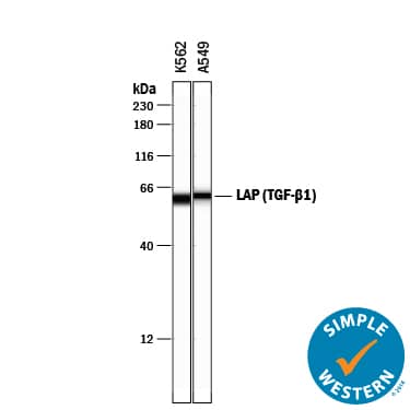 Detection of Human LAP (TGF-beta 1) antibody by Simple WesternTM.