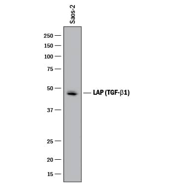 Detection of Human LAP (TGF-beta 1) antibody by Western Blot.