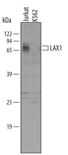 Detection of Human LAX1 antibody by Western Blot.