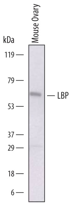 Detection of Mouse LBP antibody by Western Blot.