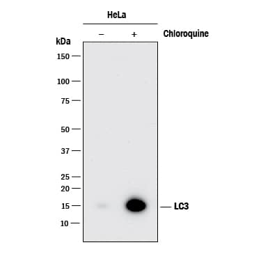 Detection of Human LC3B antibody by Western Blot.