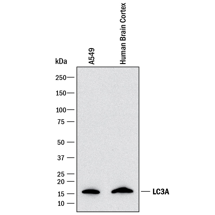 Detection of Human LC3A antibody by Western Blot.