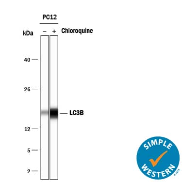 Detection of Rat LC3B antibody by Simple WesternTM.