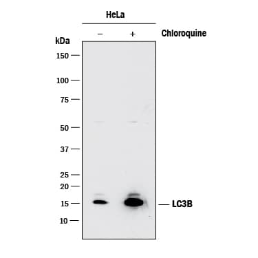 Detection of Human LC3B antibody by Western Blot.