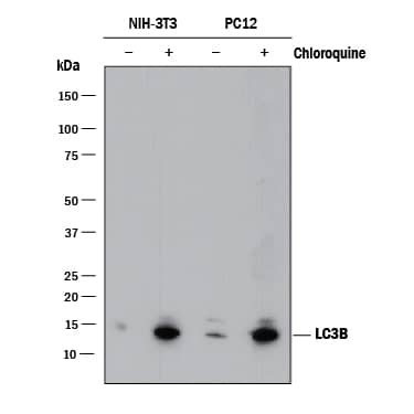 Detection of Mouse and Rat LC3B antibody by Western Blot.