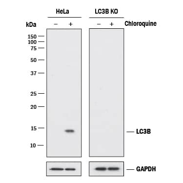 Western Blot Show Human LC3B Specificity Using Knockout Cell Line.