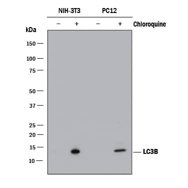 Detection of Mouse and Rat LC3B antibody by Western Blot.