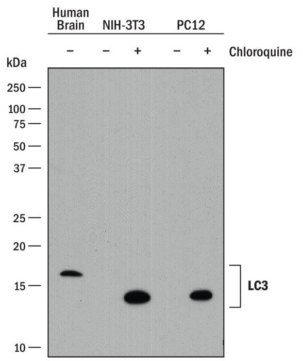 Detection of Human, Mouse, and Rat LC3A antibody by Western Blot.