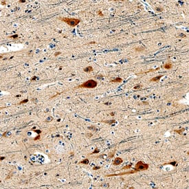 LC3A antibody in Human Brain Cortex Tissue by Immunohistochemistry (IHC-P).