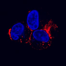 LDL R antibody in HepG2 Human Cell Line by Immunocytochemistry (ICC).