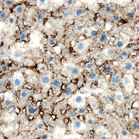 LDL R antibody in Mouse Liver by Immunohistochemistry (IHC-Fr).
