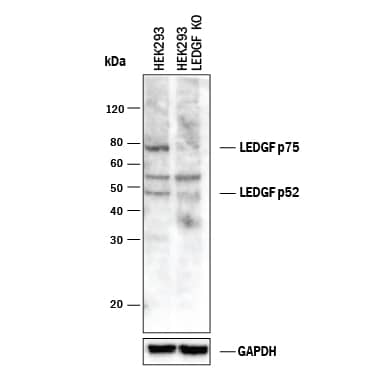 Western Blot Shows Human LEDGF Antibody Specificity by Using Knockout Cell Line.