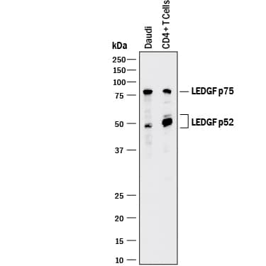 Detection of Human LEDGF antibody by Western Blot.