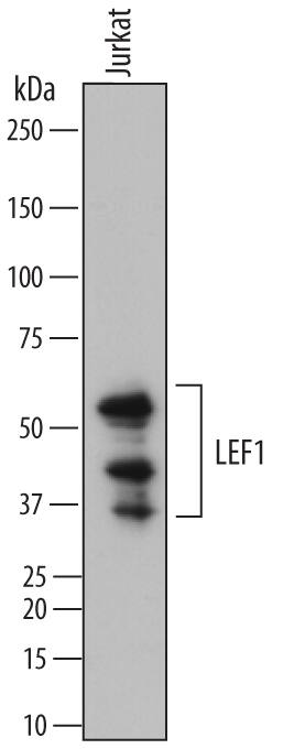 Detection of Human LEF1 antibody by Western Blot.