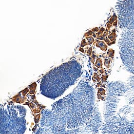 LIF antibody in Mouse Trigeminal Ganglion by Immunohistochemistry (IHC-Fr).