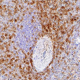 LIGHT/TNFSF14 antibody in Human Spleen by Immunohistochemistry (IHC-P).