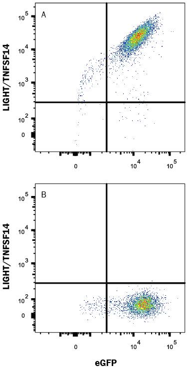 Detection of LIGHT/TNFSF14 antibody in HEK293 Human Cell Line Transfected with Mouse LIGHT/TNFSF14 and eGFP antibody by Flow Cytometry.