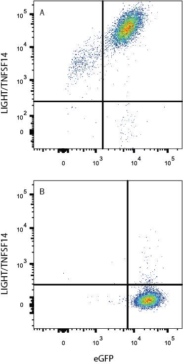 Detection of LIGHT/TNFSF14 antibody in HEK293 Human Cell Line Transfected with Mouse LIGHT/TNFSF14 and eGFP antibody by Flow Cytometry.