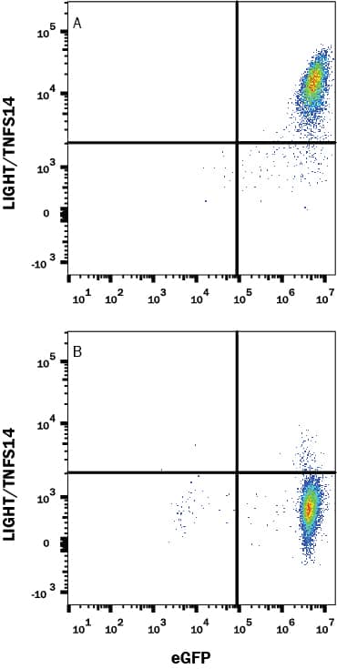 Detection of LIGHT/TNFSF14 antibody in HEK293 Human Cell Line Transfected with Mouse LIGHT/TNFSF14 and eGFP antibody by Flow Cytometry.